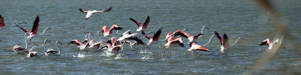 uccelli laguna lesina
